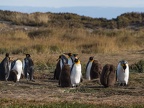 King penguin colony