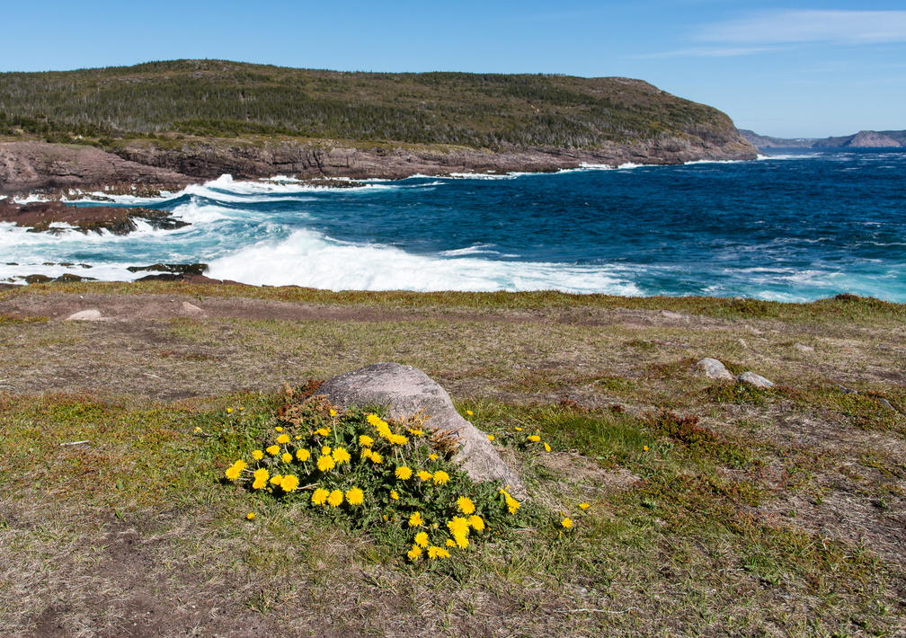 NFLD_2017Jun16-29.jpg