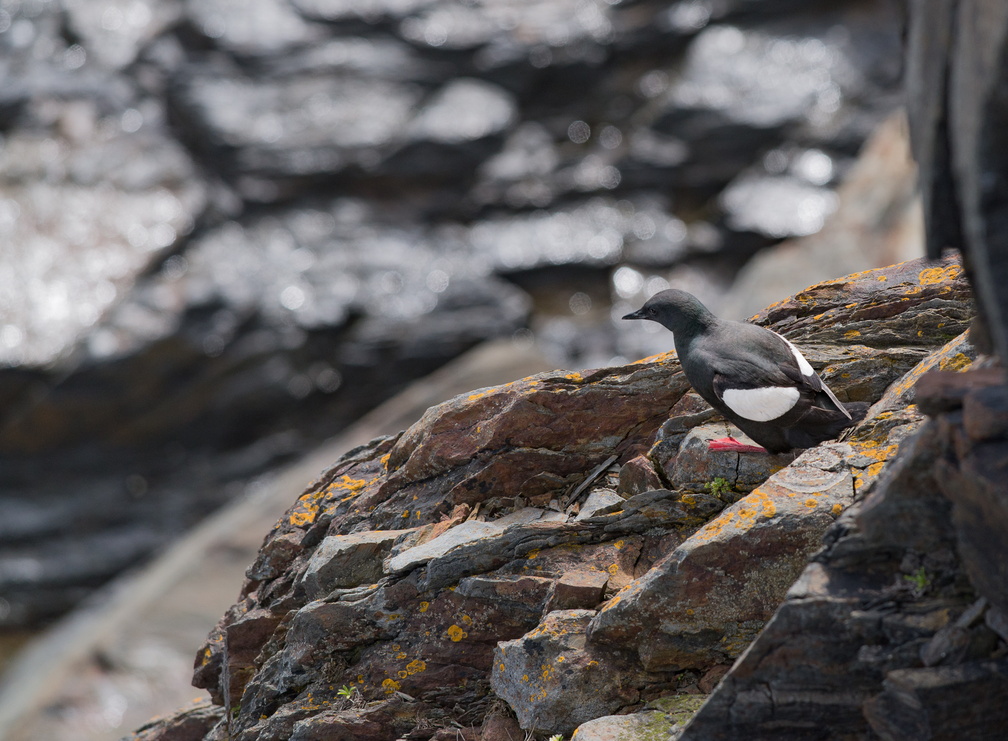 NFLD_2017Jun17-21.jpg