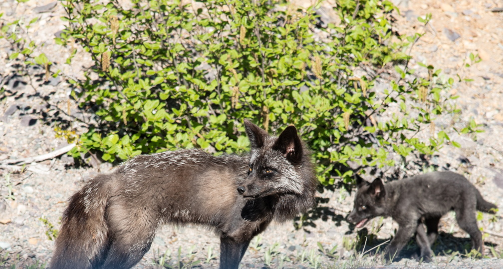 NFLD_2017Jun16-72.jpg